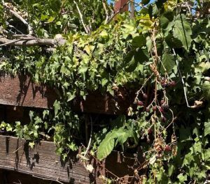 Blackberries on an overgrown fence