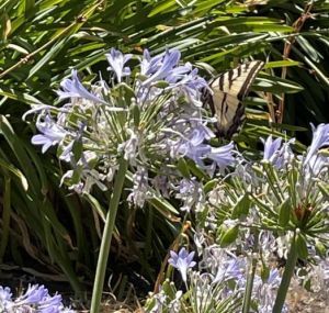 Butterfly on an agapanthus
