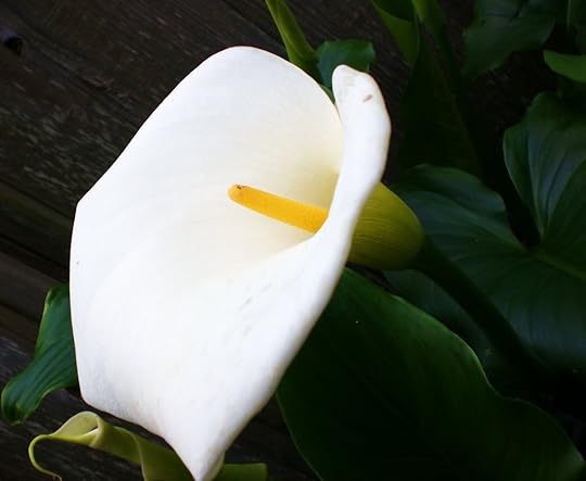 A white calla lily bloom against a dark background of green leaves.