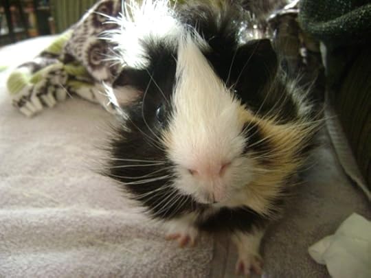 Rachel E Smith guinea pig Finny