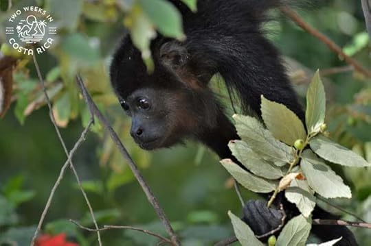 Howler Monkey Costa Rica
