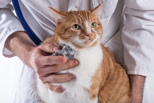 cat-veterinarian-stethoscope