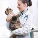 cat friendly practice