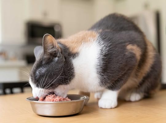 Darwins-cat-eating