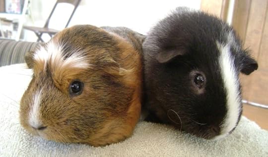 Rachel E Smith guinea pigs