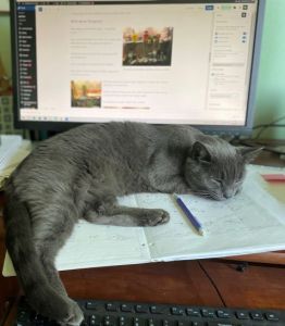 cat sleeping in front of a computer