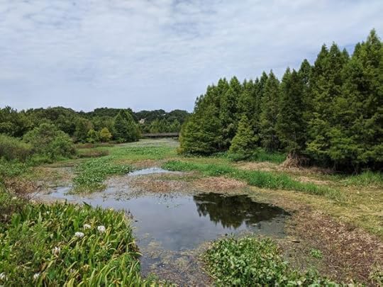 Alligator Park