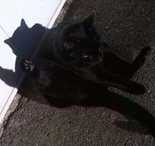 Panzer says, Cat Yoga? Cat personal hygiene?