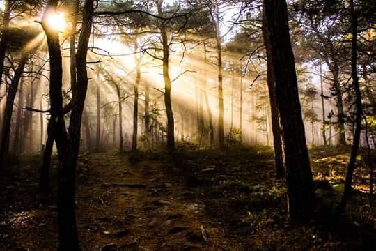 photo of trees at golden hour