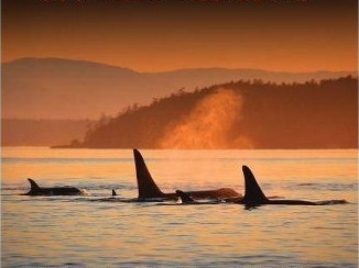 GUEST-0e832809-2b40-4b55-945a-0c827e194d20