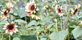 Violet-tinted sunflowers