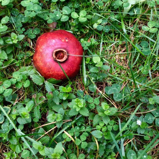 pomegranate at Persephone's feet