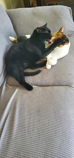 Caturday 8-27-22