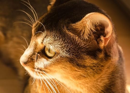 cat-ear