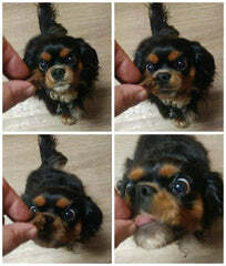 My cute Cavalier King Charles Spaniel, Bella