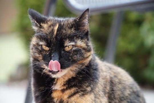 cat-tongue