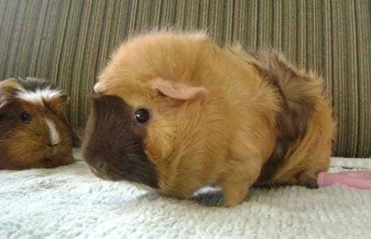 Rachel E Smith guinea pigs
