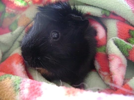 Rachel E Smith guinea pig