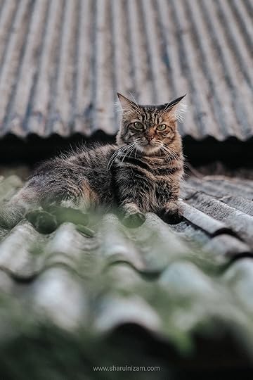 Wajah Tambi Di Bulan Jun 2022