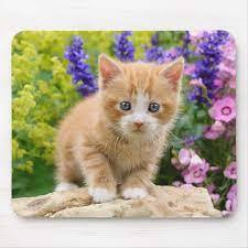Cute Ginger Cat Kitten in Flowery Garden Portrait Mouse Pad | Zazzle