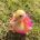 Twitter avatar for @shouldhaveaduck