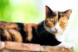10 Unique & Surprising Facts About Calico Cats | Cuteness
