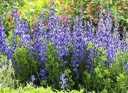 Baptisia Australis