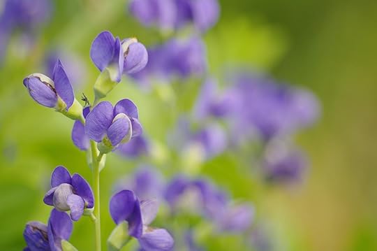 baptisia-false-indigo