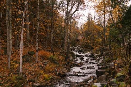 brook among tall trees in autumn forest