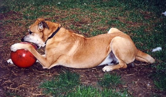 Great Dane mix (Chester) with the red ball