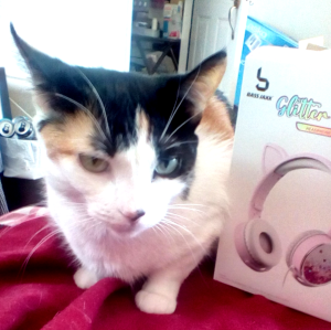 A calico cat sist next to a box advertising a pair of pink glittery cat ear headphones. She looks less than pleased. 