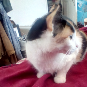Profile closeup of a calico cat, showing the orange side of her face 