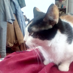 Profile of a calico cat, showing the black side of her face. 