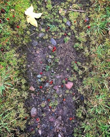 rowan berries on a woodland path