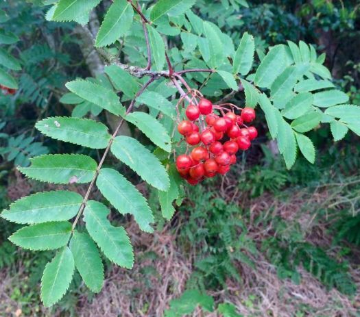 rowan berries
