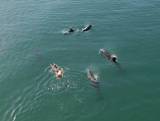 Susan with a group of bottlenose dolphins