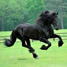 Friesian - BreyerHorses.com