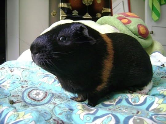Rachel E Smith guinea pig Belvedere