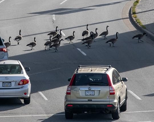 May be an image of goose and road