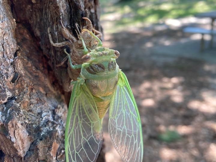 A very light green cicada perched on top of its own shed exoskeleton.