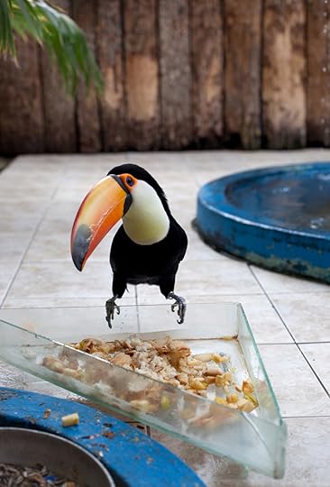 Wolfgang Tillmans, <em>Tukan</em> (Toucan), 2010″>		</div>		<div class=