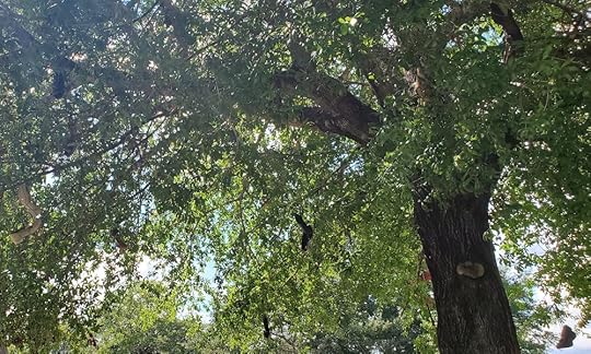 Museum of Wonder - Butch Anthony - Tree 2.jpg