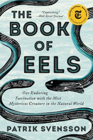 The Enigma of the Eel: The Elusive Science of Earth’s Most Mysterious Creature