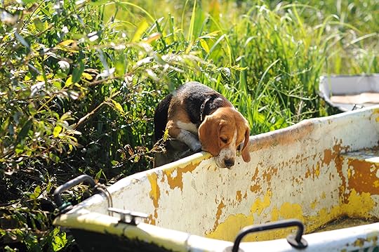 Beagle dog sniffs abandoned bathtub for a drink.