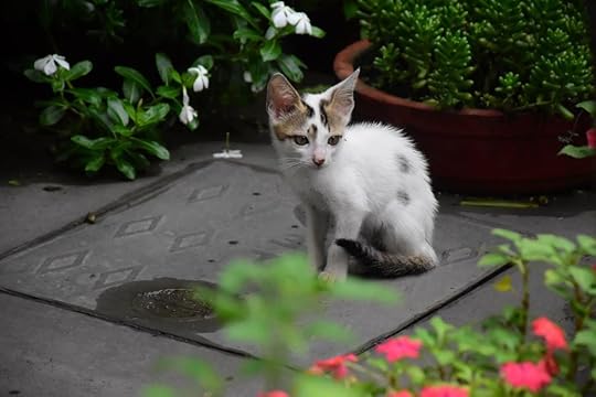 Lost white kitten with gray ears