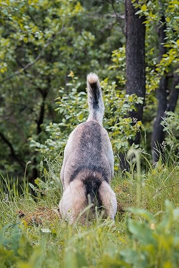Dog digging hole in forest