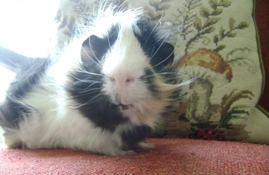 Rachel E Smith guinea pig Finny
