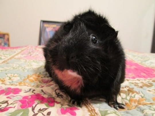 Rachel E Smith guinea pig Merricat