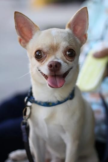 blond chihuahua with smile