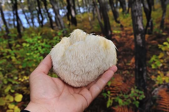 Lion's Mane mushroom on oak tree in the autumn forest. ( Hericium erinaceus )